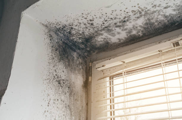 Affordable Basement Mold Removal solutions in Newton, MA